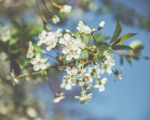 Picture of beautiful tree blossom, abstract natural background, spring day, little pink flowers on tree branch, blurred background blue sky and green grass in spring