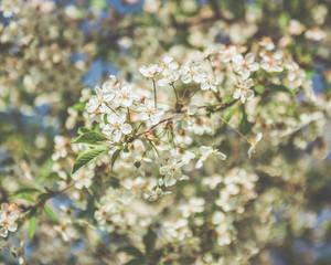 Picture of beautiful tree blossom, abstract natural background, spring day, little pink flowers on tree branch, blurred background blue sky and green grass in spring