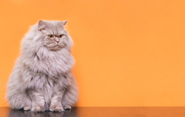 Obraz premium Portrait of a cute fluffy pet, a cat on a orange background looks aside to the place for the text. Gray adult cat isolated on a orange background. Copyspace, Pet concept.