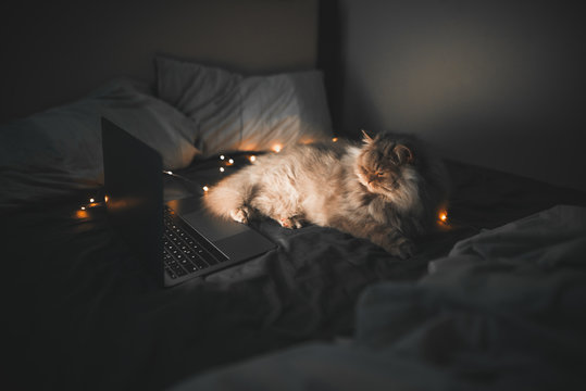 Sleeping gray cat lays on the bed in the cozy room, looks at the laptop screen and closes his eyes.Cat and a laptop in the bedroom on the bed. Kitten watches a movie on the laptop screen and sleeps