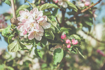 Picture of beautiful tree blossom, abstract natural background, spring day, little pink flowers on tree branch, blurred background blue sky and green grass in spring