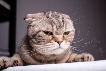 Fototapeten Vollblut unzufriedene Katze Scottish Fold liegt auf dem Tisch und sieht böse aus. Nahaufnahme. © koldunova