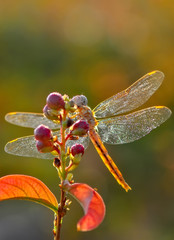 Macro shots, Beautiful nature scene dragonfly. 