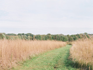 road in the field
