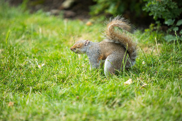 Ardilla graciosa con ojos cerrados
