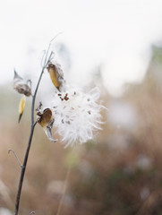 flowers on a background