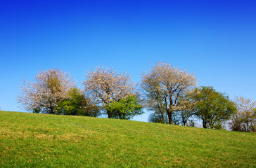 Fototapeta na wymiar Flowering trees on spring meadow and blue sky.