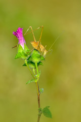 Grasshopper macro in green nature - Stock Image