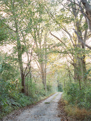 path in the forest