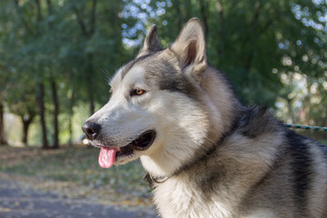 Malamute for a walk in the autumn Park