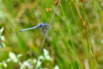 Macro shots, Beautiful nature scene dragonfly. 