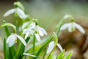 Common snowdrop