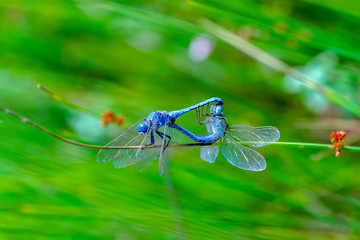 Macro shots, Beautiful nature scene dragonfly. 