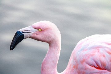 Flamingo at Bicentenario Park - Santiago, Chile