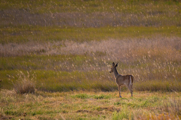 Naklejka na ściany i meble Deer looking over grass meadow