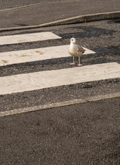 Walking Seagull On Crosswalk Over Street
