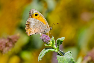Beautiful butterfly sitting on flower in a summer garden