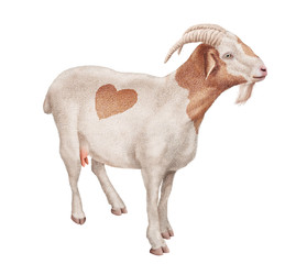  chèvre laitière, amour, coeur, ferme,, mammifère, beige, mamelle,  isolé, joli, fromage, exploitation laitière   , gazon, jeune, bétail, fond blanc, animal de compagnie, domestique, nature, brun, deb