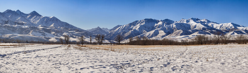panorama, at dawn, snow-covered field, dry grass, bare trees, against the backdrop of winter...