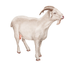  chèvre laitière, amour, coeur, ferme,, mammifère, blanc, mamelle,  isolé, joli, fromage, exploitation laitière   , gazon, jeune, bétail, fond blanc, animal de compagnie, domestique, nature, brun, deb