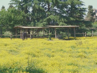 Obraz premium Campagna a Sud di Milano (Lombardia)