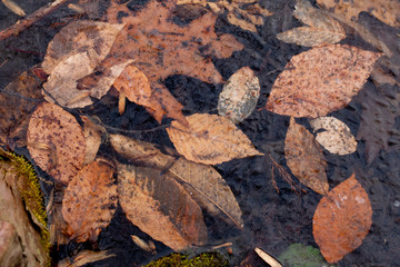 Fall leaves under frozen lake