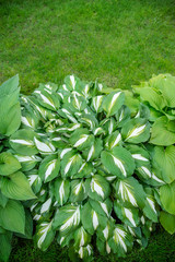 Beautiful plant host in the flowerbed in the garden.