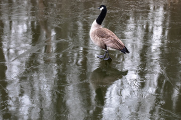 Canada goose feet on ice