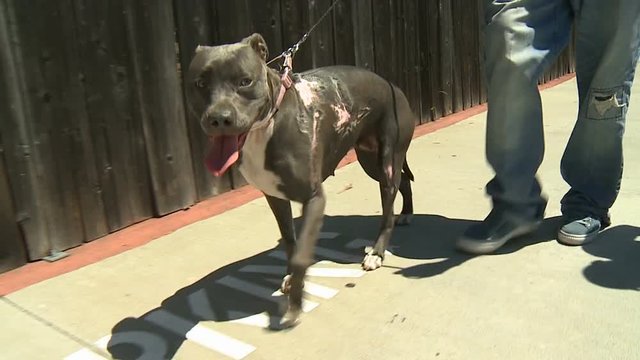 pit bull terrier