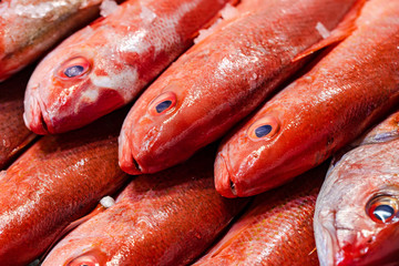Redfish stacked at a fresh market
