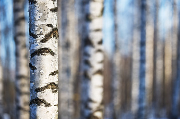 Birch tree forest in winter. Selective focus and shallow depth of field.