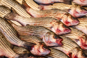 Striped fish pattern 