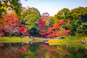 Colorful autumn leaves in Japanese garden with reflection on water