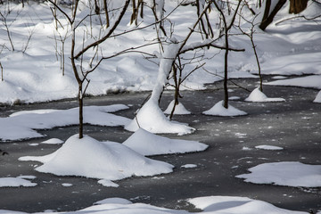 Snow drifts around young trees in a frozen wetland