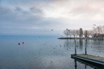 Beautiful tranquil dramatic colorful atmosphere of misty and cloudy lake Geneva with flying and swimming bird and swan, floating buoys and pier without people in Lausanne, Switzerland.