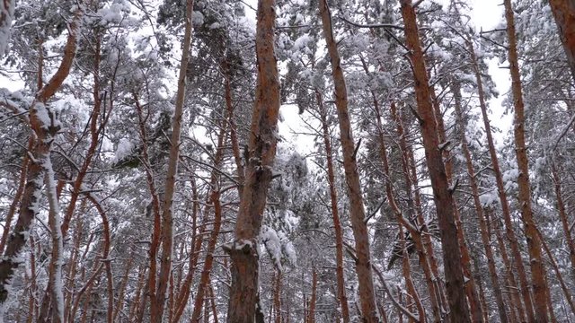 Flying through the Winter Pines Forest. Steadicam shot. The pillars of trees covered with snow. Walking in the winter woods. Wild virgin nature. Road after Blizzard. Abandoned road. Holiday traveling