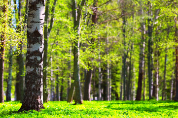 Forest trees in spring. Focus on foreground tree trunk, shallow depth of field.