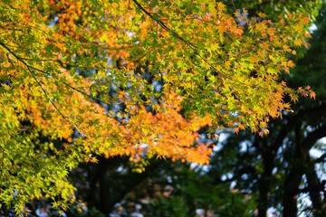 Colorful maple trees and golden branches of leaves in autumn (Japanese garden)