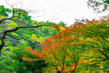 Colorful maple trees and golden branches of leaves in autumn (Japanese garden)