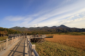 Fototapeta na wymiar 秋の知床五湖の高架木道 ( Wooden elevated boardwalk in Shiretoko five lakes in autumn )
