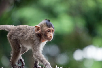 可愛いサル　
