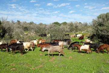 Fototapeta premium Herd of goats grazing on the hills in Judea