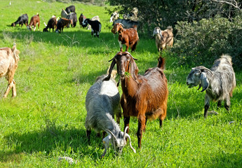 Herd of goats grazing on the hills in Judea