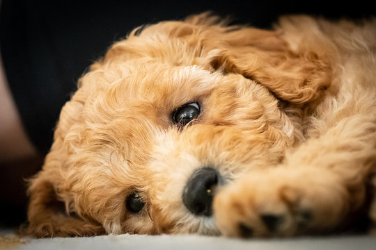 Australian labradoodle puppy laying down tired