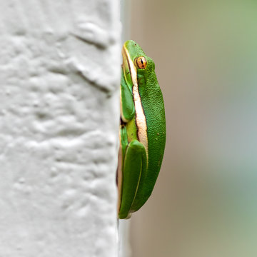 American Green Treefrog Profile Basking In Sun On Wall