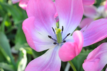 Fototapeta na wymiar Center of pink tulip in close up