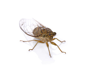 cicada insect isolated on white background