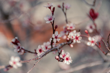 Cherry Blossoms