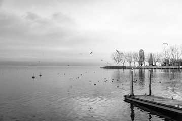 Beautiful tranquil dramatic black and white tone of misty and cloudy lake Geneva with flying and swimming bird and swan, and waterside and pier without people in Lausanne, Switzerland.