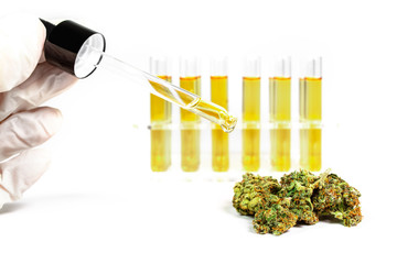 Hanf Cannabis Knospe im Labor mit Reagenzgläsern und Pipette